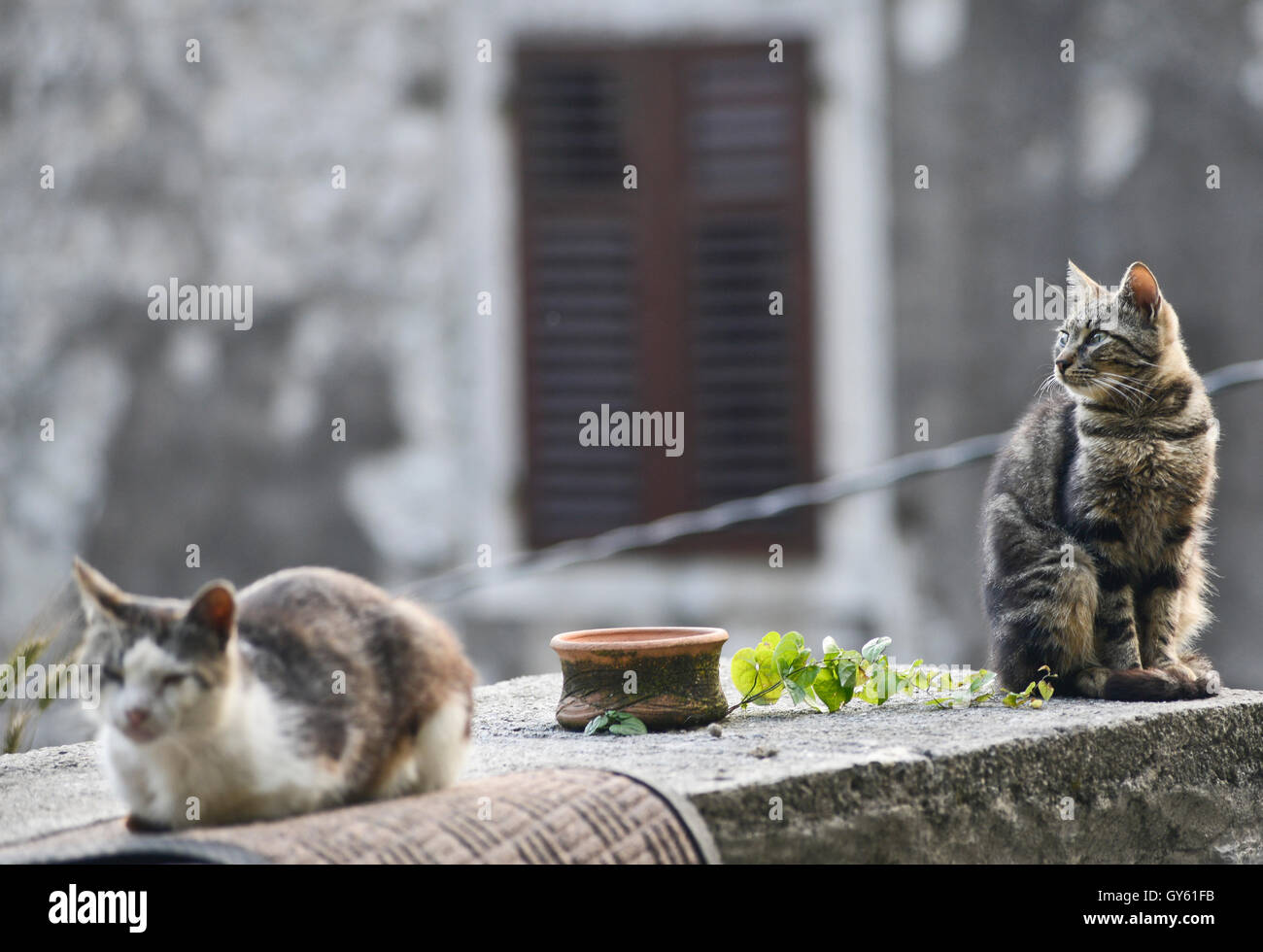 Deux chats dans les rues de la vieille ville de Kotor, Monténégro Banque D'Images