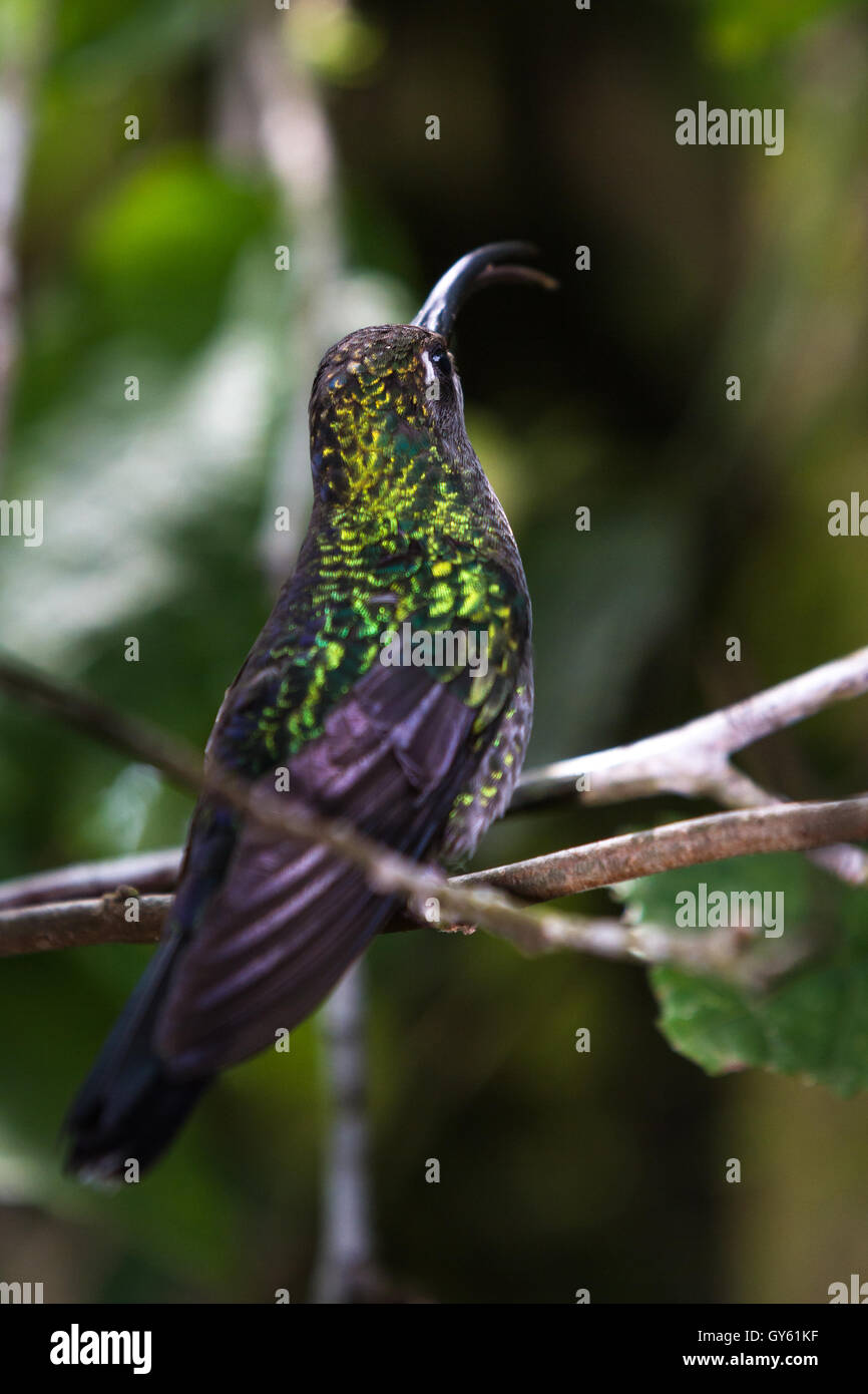 Close up of a beautiful hummingbird avec un bec crochu perché sur une branche Banque D'Images