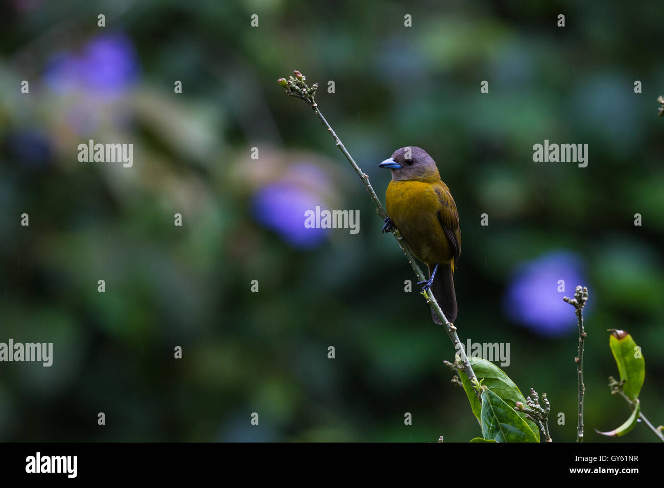 Près Dun Petit Oiseau Avec Corps Jaune Tête Gris Perché Sur
