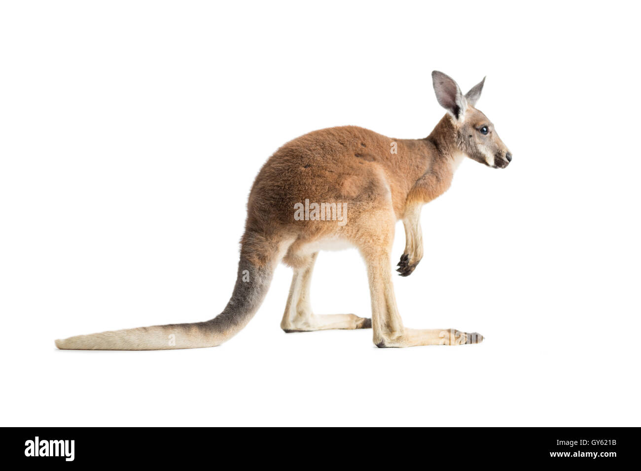 Kangourou rouge sur fond blanc. Banque D'Images