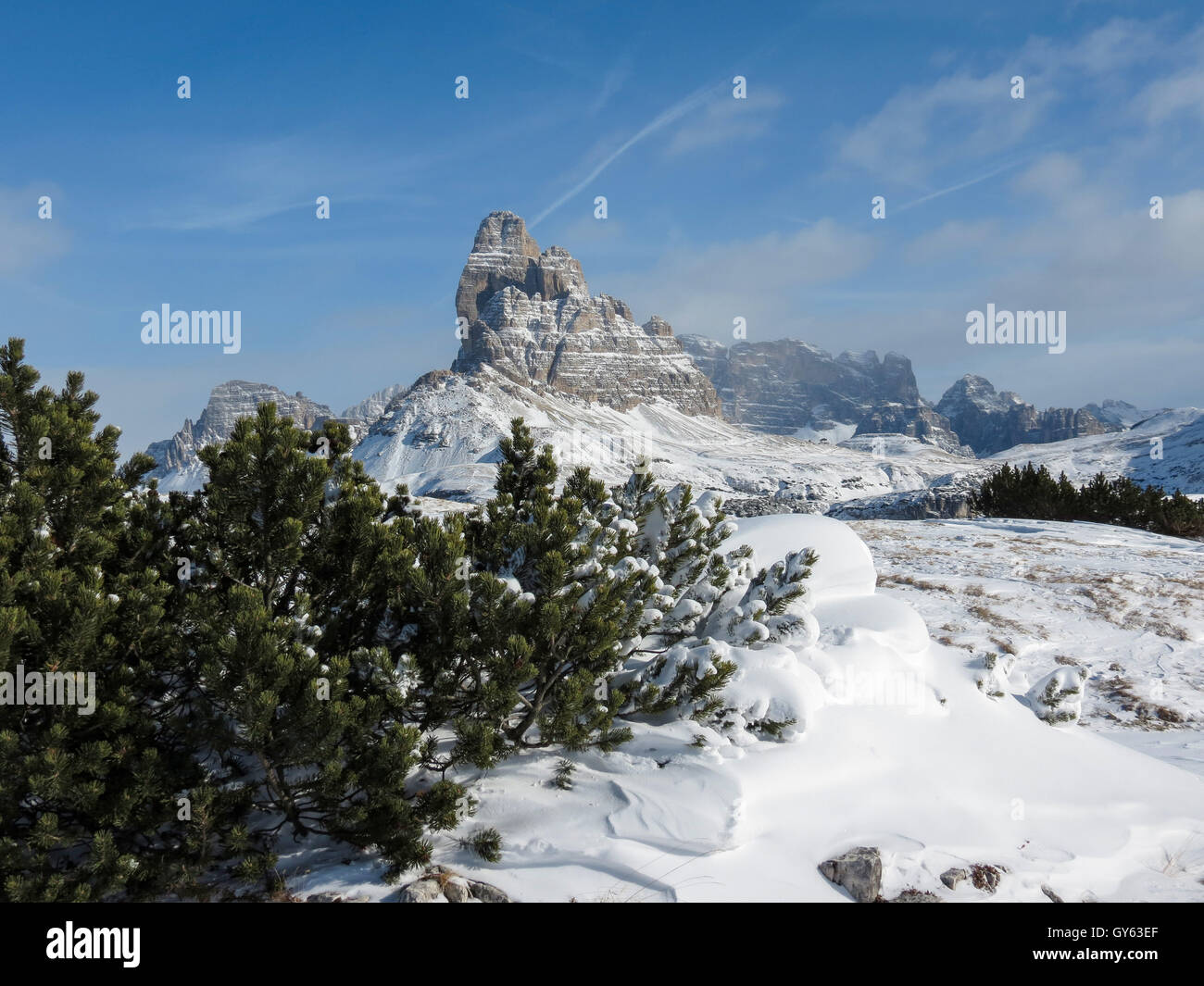 Pinus mugo arbre alpin sur le Monte Piana. Paysage de montagne en hiver. Tre Cime di Lavaredo en arrière-plan. Les Dolomites. Misurina. Alpes italiennes. Banque D'Images