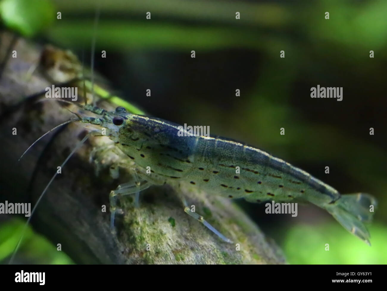Crevettes Amano en aquarium planté Banque D'Images