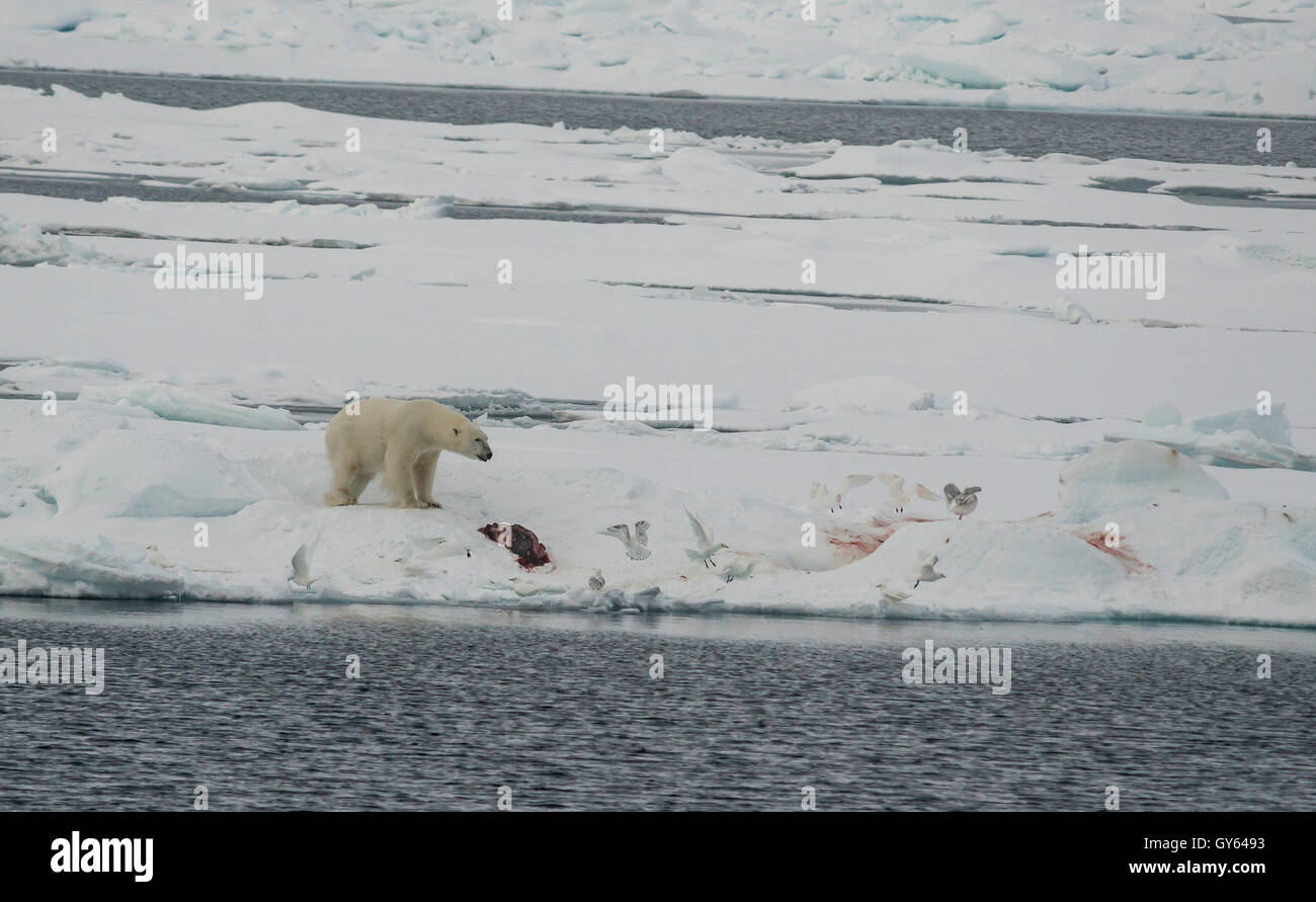 L'ours polaire et la carcasse d'un sceau qu'il a tué, Svalbard, dans l'Arctique. Banque D'Images
