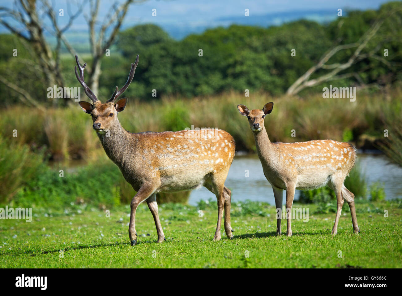 Une paire de cerf sika (Cervus nippon), Banque D'Images