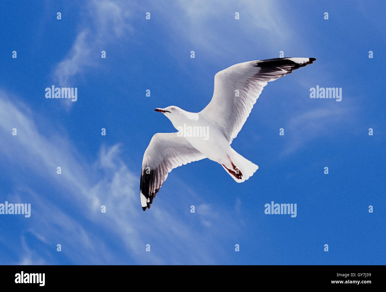 Goéland argenté (Larus novaehollandiae), en vol, à Byron Bay, New South Wales, Australie Banque D'Images