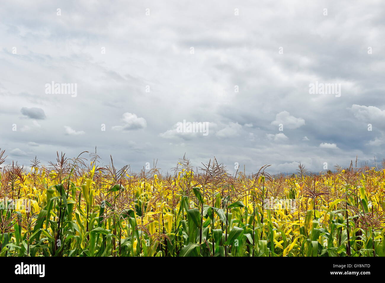 Cultivo de maíz en Sicaya. Banque D'Images