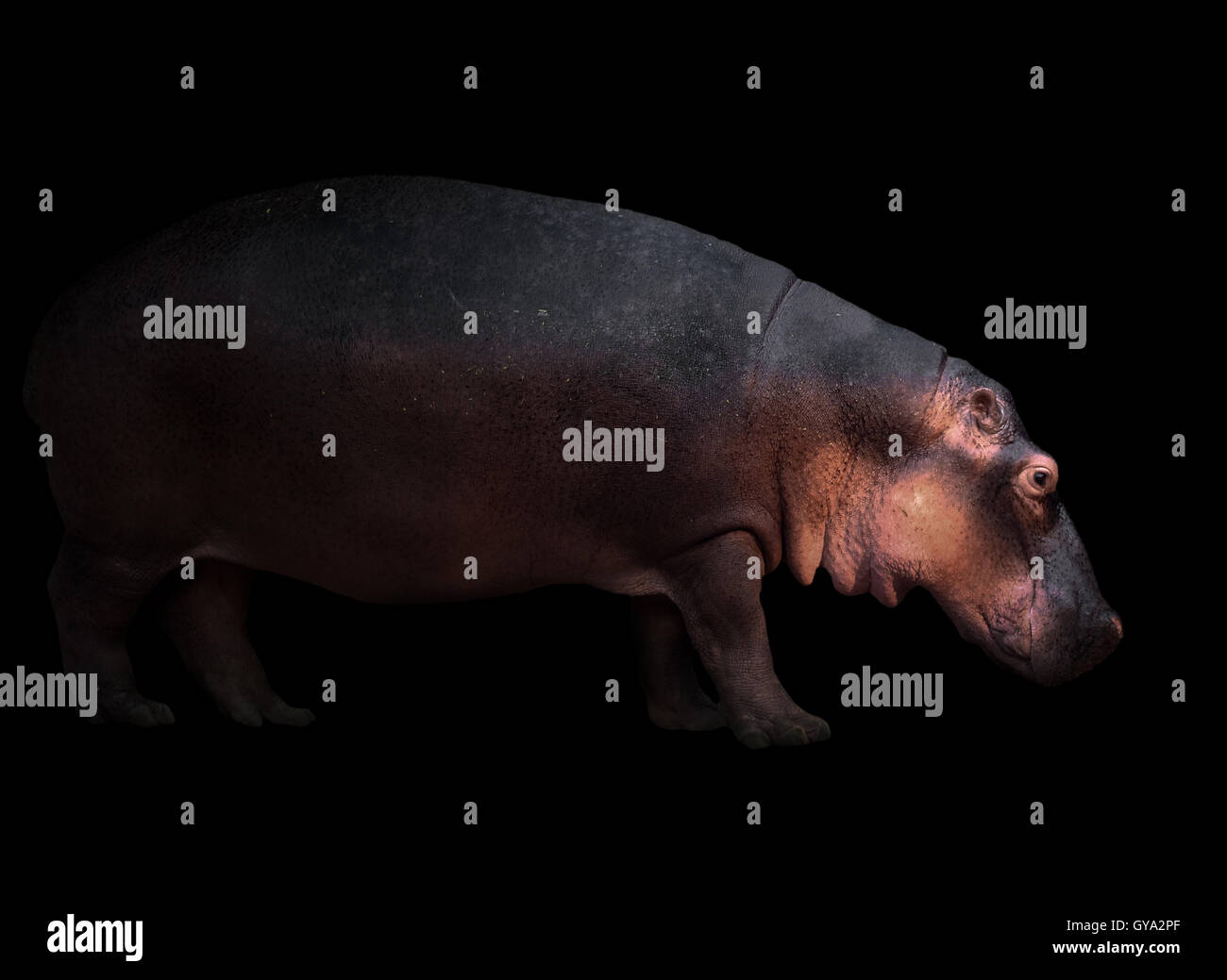 Les hippopotames de l'arrière-plan noir avec Spotlight Banque D'Images