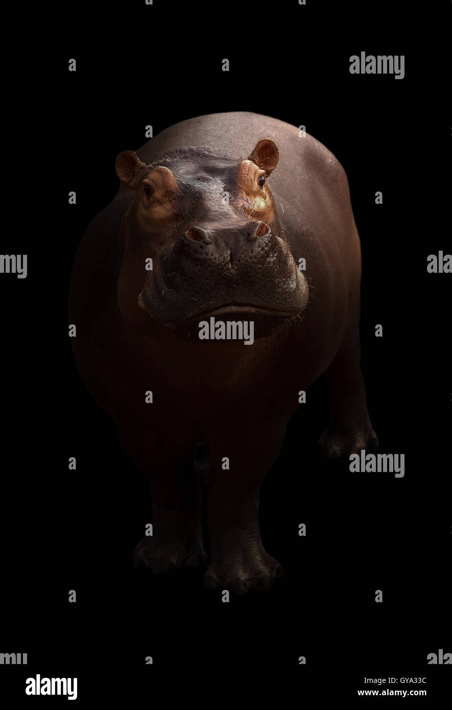 Les hippopotames de l'arrière-plan noir avec Spotlight Banque D'Images