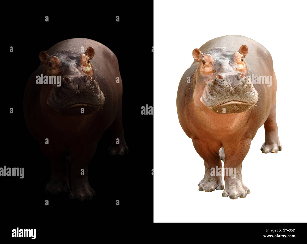 Les hippopotames de l'obscurité et l'hippopotame isolated on white Banque D'Images