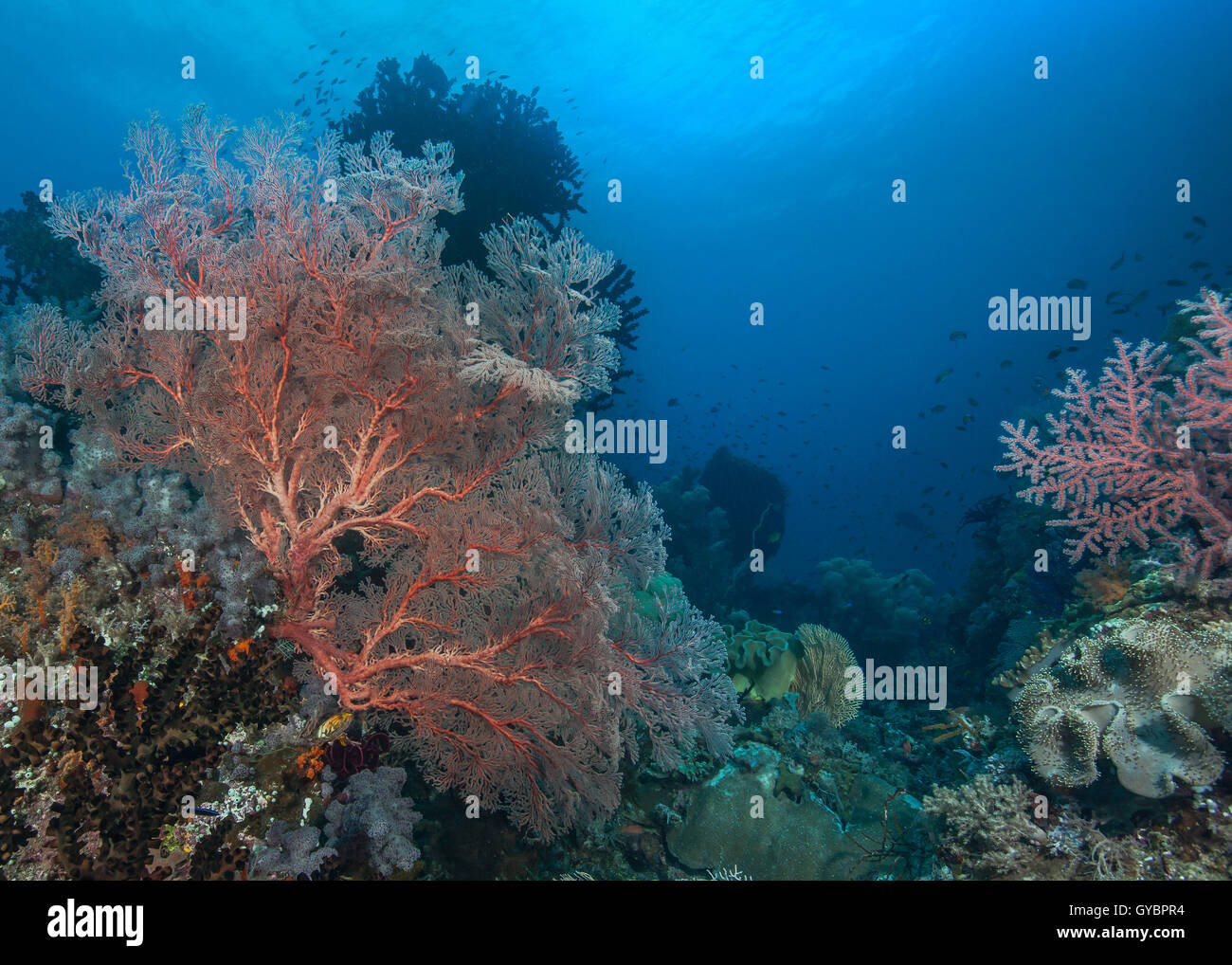 Mer Fluorescent fans à l'entrée du canyon sous-marin, d'un entonnoir pour les courants océaniques transportant de l'eau riche en éléments nutritifs. Banque D'Images