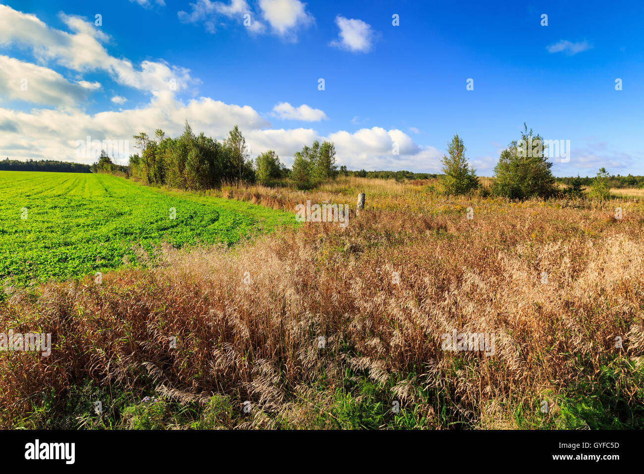 Le bord d'un champ à l'automne dans les régions rurales de l'Île du Prince-Édouard, Canada. Banque D'Images