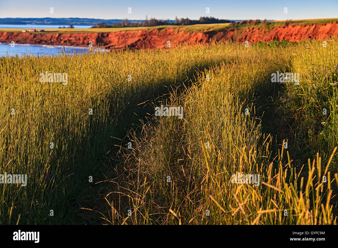 Un chemin agricole à travers un champ de grain le long de la rive nord ruraux de l'île. Banque D'Images