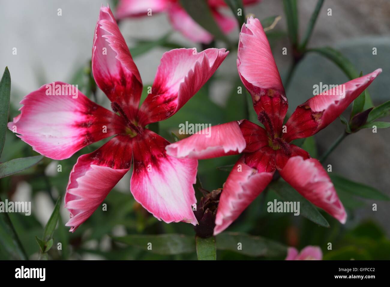 Fleurs dans le jardin, pris dans toute l'UK Banque D'Images