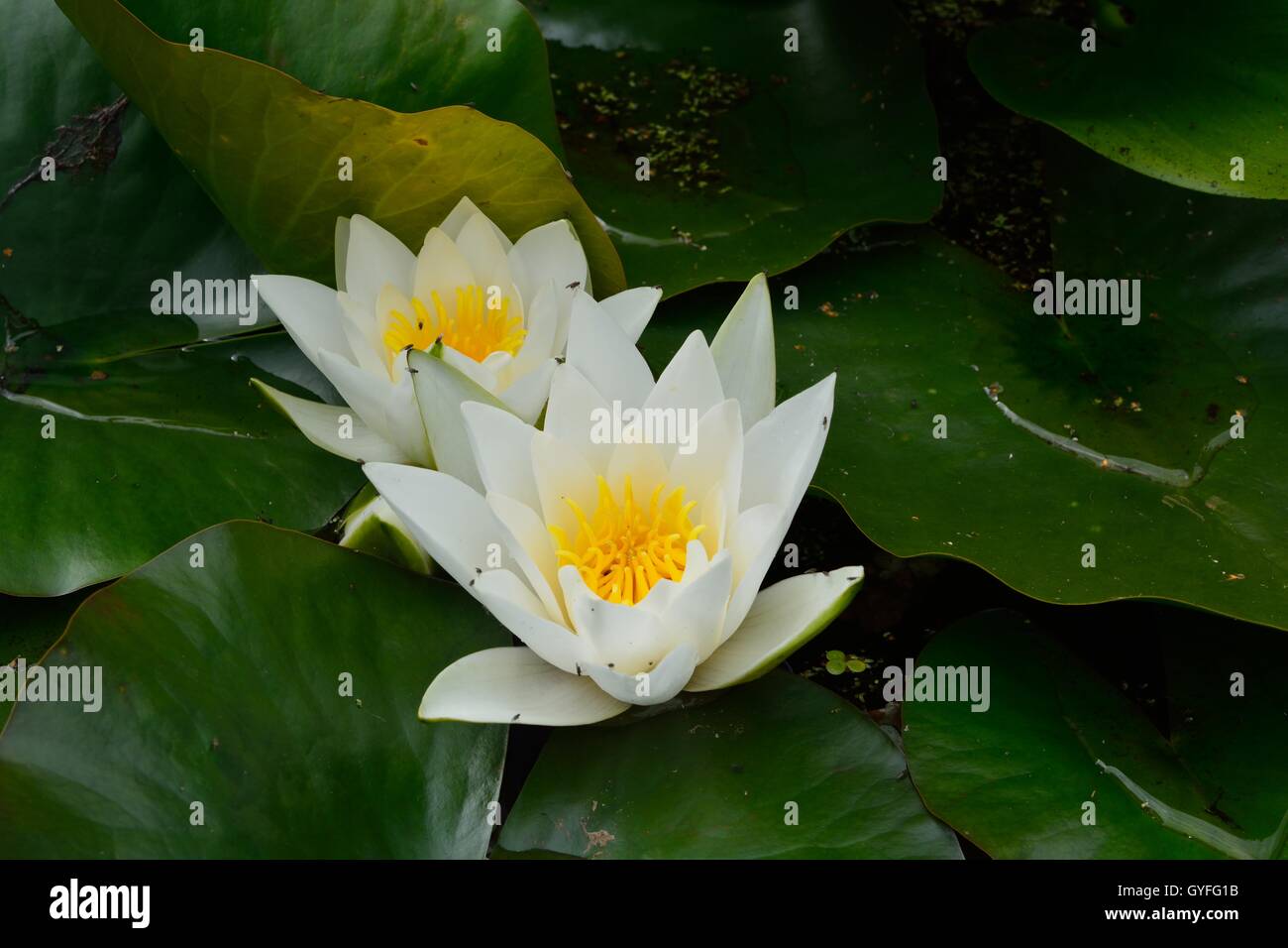 Fleurs dans le jardin, pris dans toute l'UK Banque D'Images