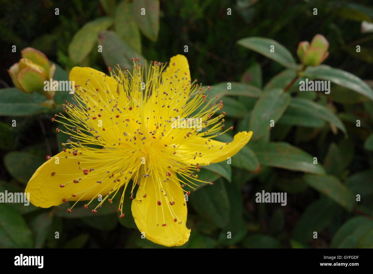 Fleurs dans le jardin, pris dans toute l'UK Banque D'Images