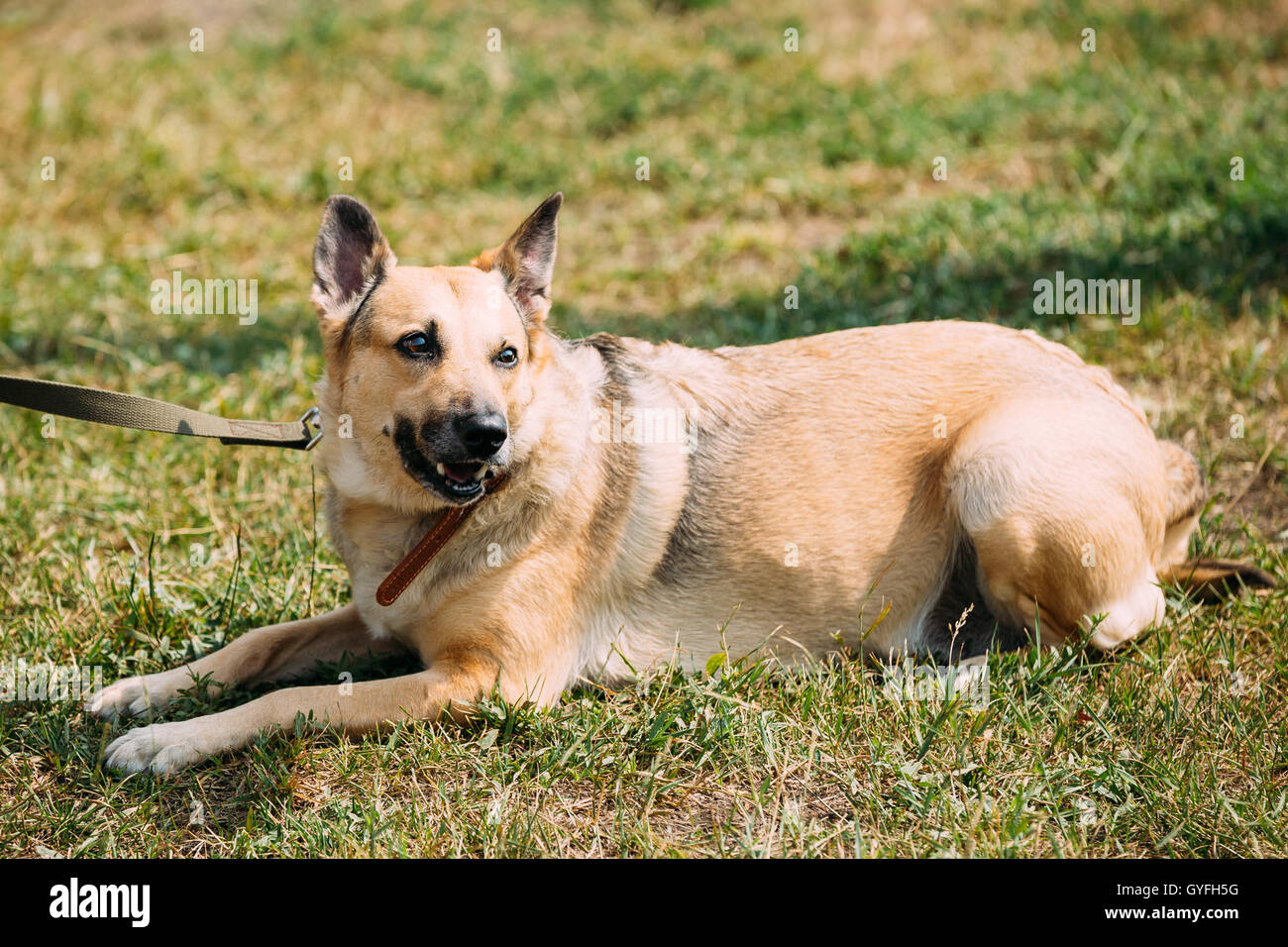 Taille moyenne, Short-Haired Winterlore Mixed Breed dog sitting femelle adulte jaune sur la pelouse ensoleillée parés. Banque D'Images