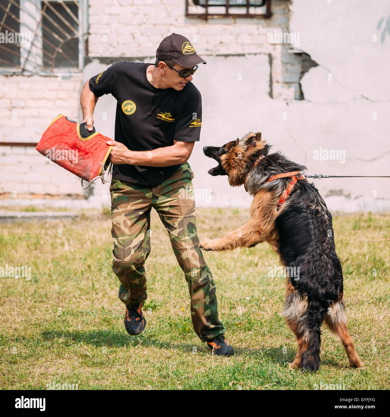 Gomel, Bélarus - 23 juillet 2016 : la formation de chien de berger allemand en club de sport régional de Gomel et décoratif chien-reproduction. Mordre d Banque D'Images