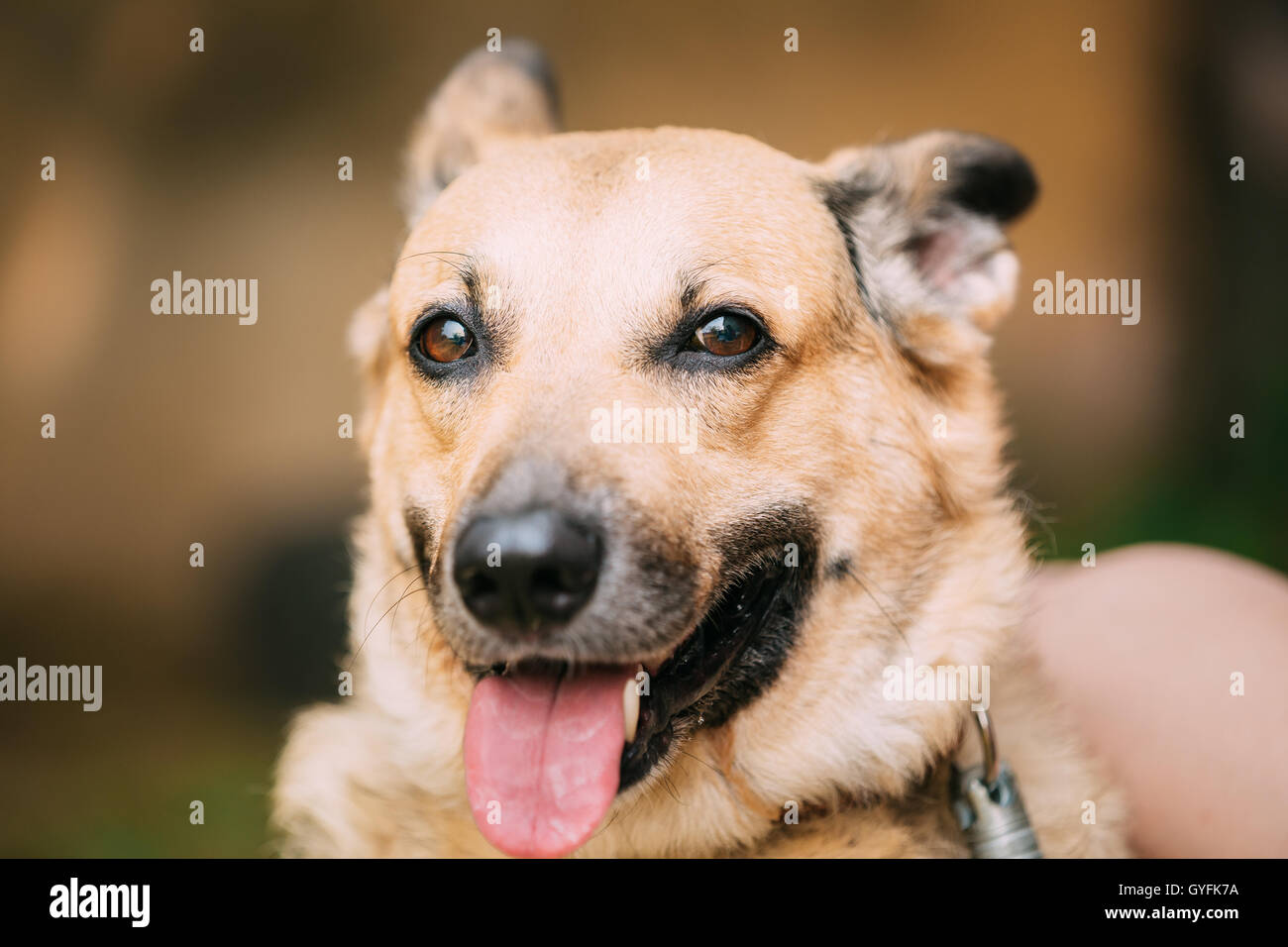 Close Up of Funny Moyennes Mongrel Mixed Breed Dog Femme Short-Haired adultes jaune avec la langue dans le collier sur fond brun Banque D'Images