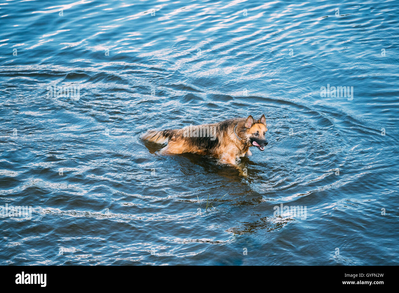L'Echelle se vautrer dans l'eau bleue de la rivière Lac Loup alsacien Long-Haired Chien Noir et rouge humide et de la langue. Deutscher, Allemand Banque D'Images