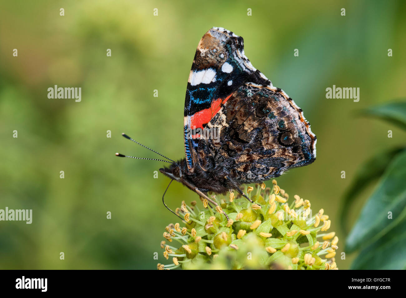 Un papillon vulcain (Vanessa atalanta) nectar adultes sur les fleurs de lierre (Hedera helix) dans une haie à Thirsk, North Y Banque D'Images