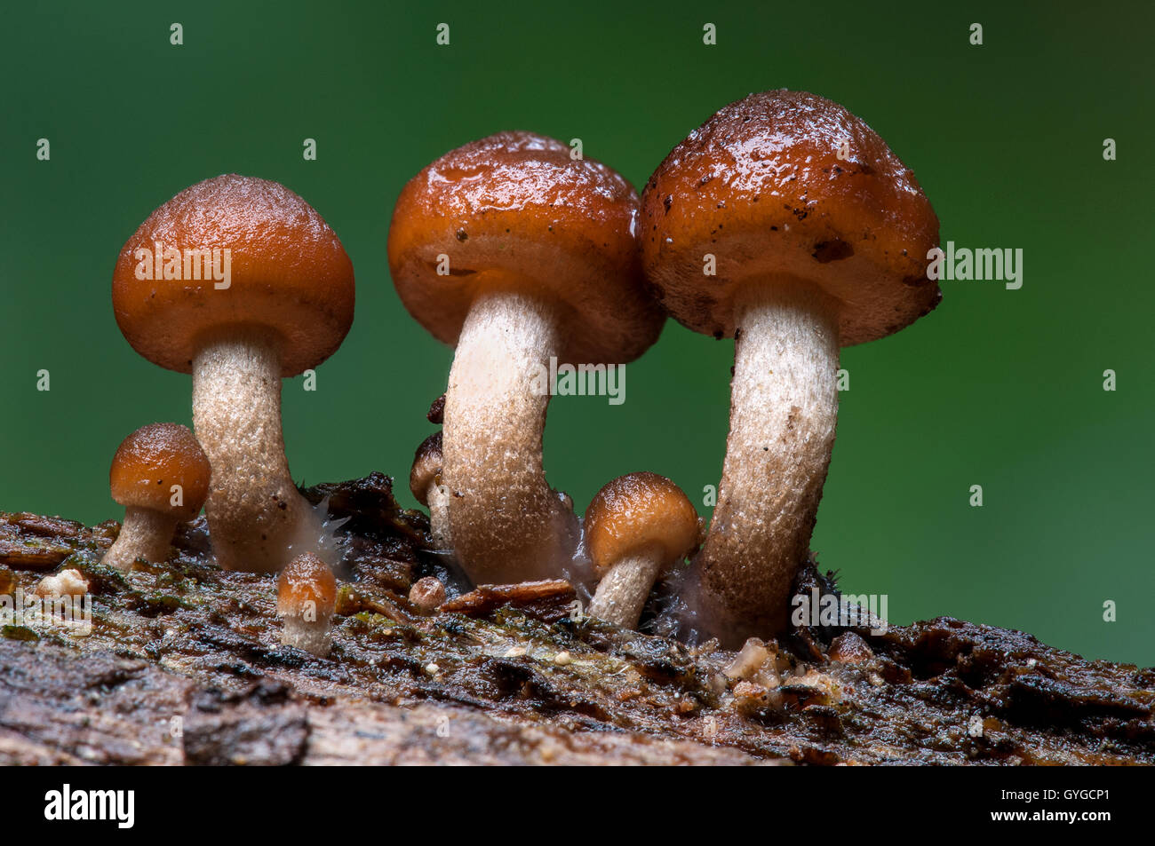 Une petite troupe de souche commune brittlestem les champignons (Psathyrella piluliformis) croissant à partir de bois mort dans Clumber Park, Nottinghamshi Banque D'Images