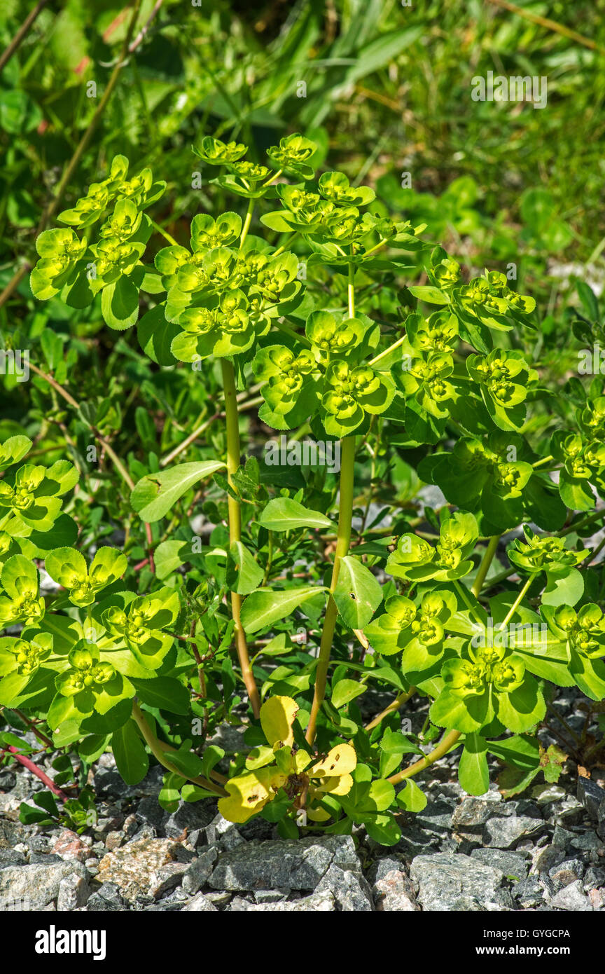 Bien Spuge. Une plante assez courante de la masse des déchets et distubed Banque D'Images