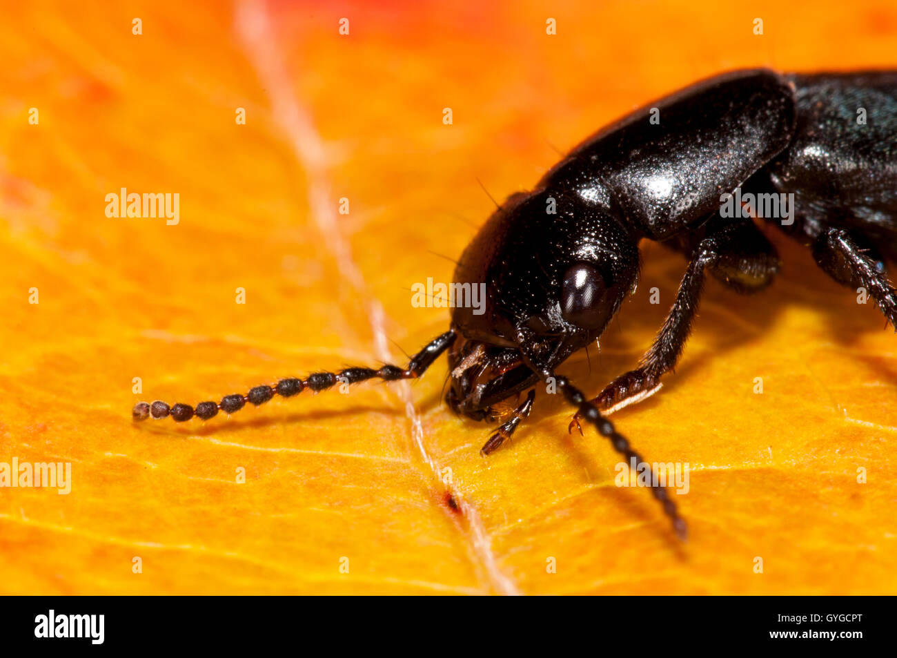 Un entraîneur de chevaux du diable Ocypus olens (coléoptère) marchant sur une feuille d'automne dans un jardin de Sowerby, Yorkshire du Nord. Octobre. Banque D'Images