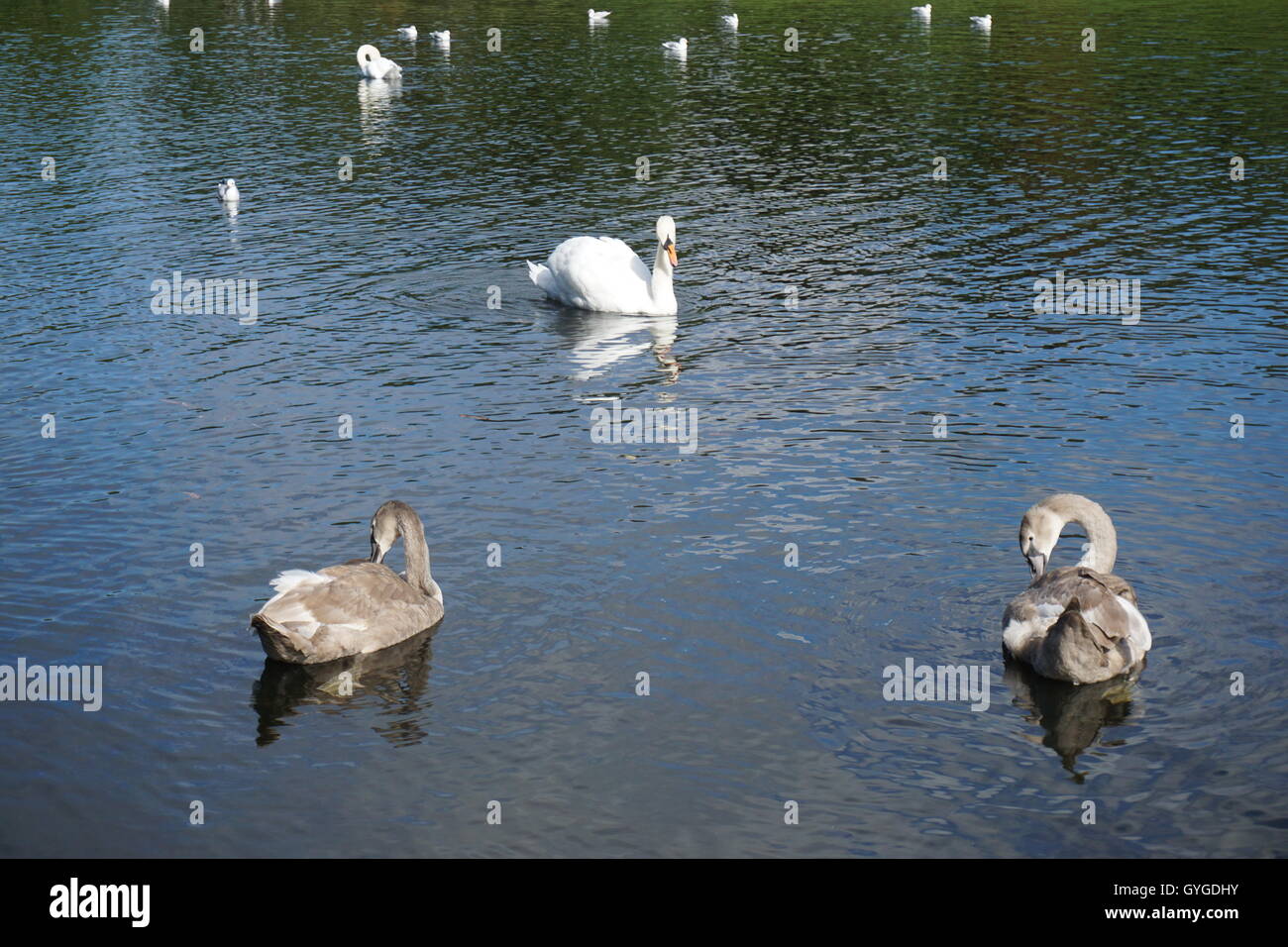 Cygne sur un lac Banque D'Images