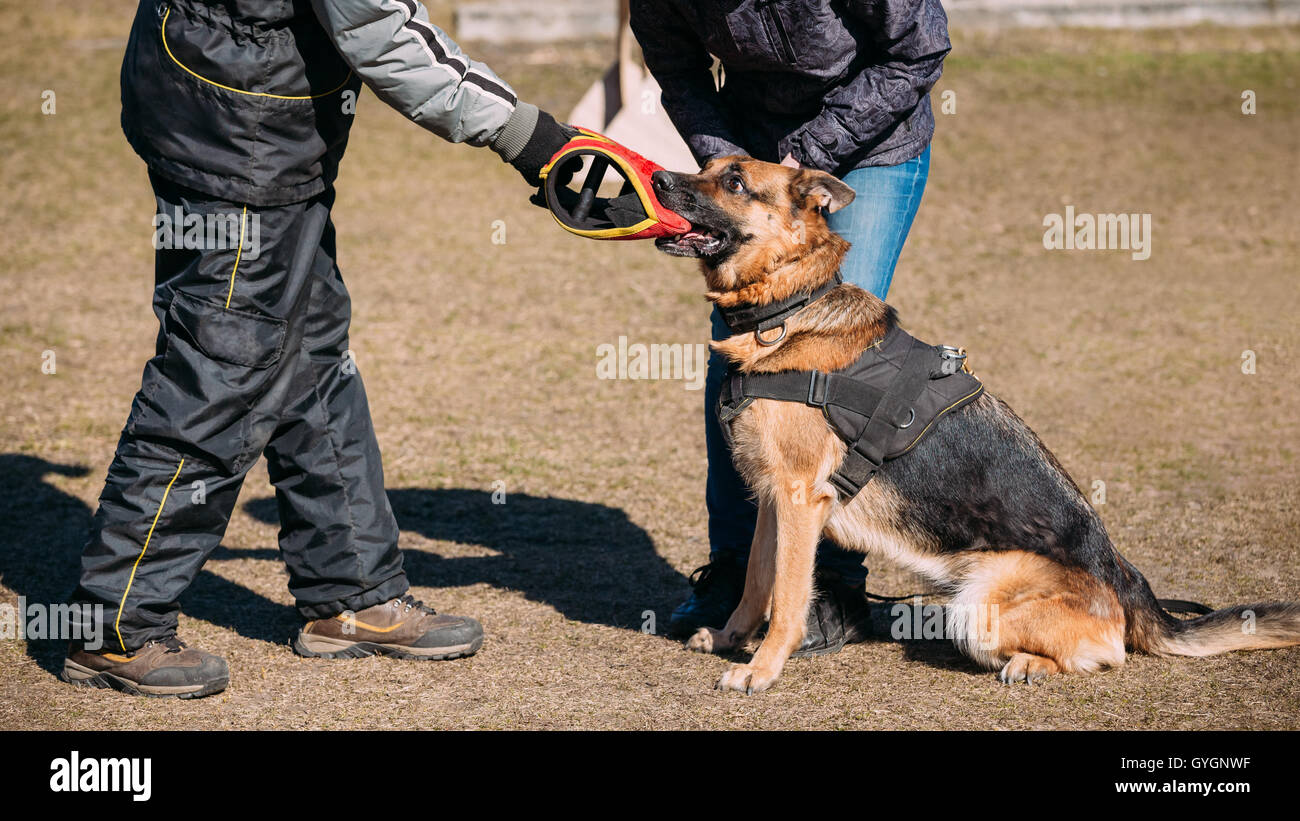 Formation de chien de berger allemand. Morsures de chien loup d'Alsace. Deutscher Dog Banque D'Images