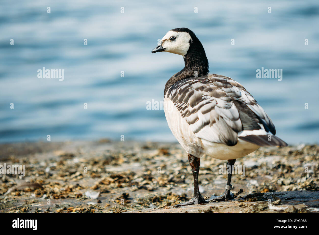 Fermer la seule Bernache nonnette Branta leucopsis ou, l'oiseau de mer sauvages avec noir et blanc plumage gris debout sur Rock en Hôtel Banque D'Images