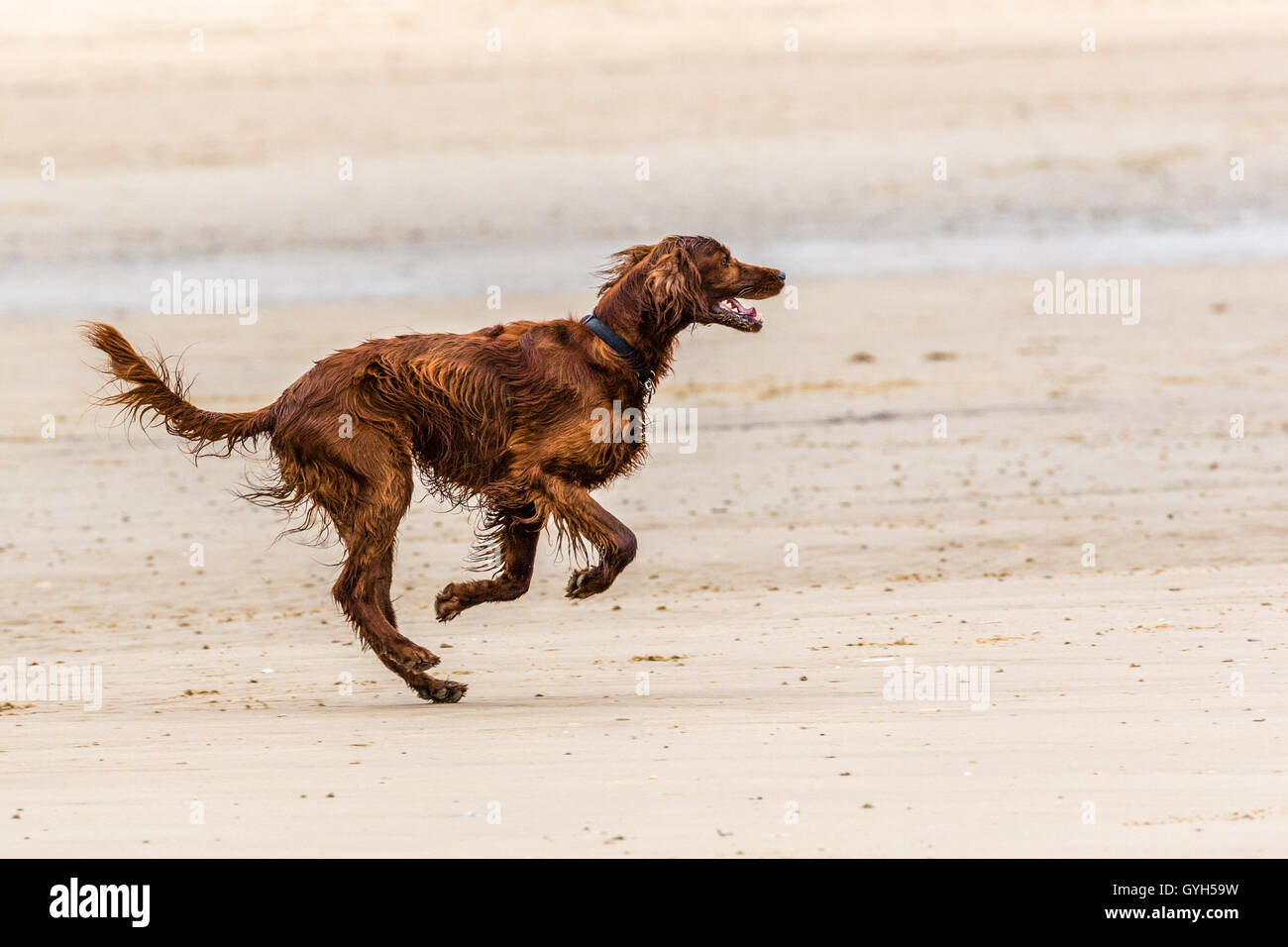 Chien setter rouge s'amusant sur une plage Banque D'Images