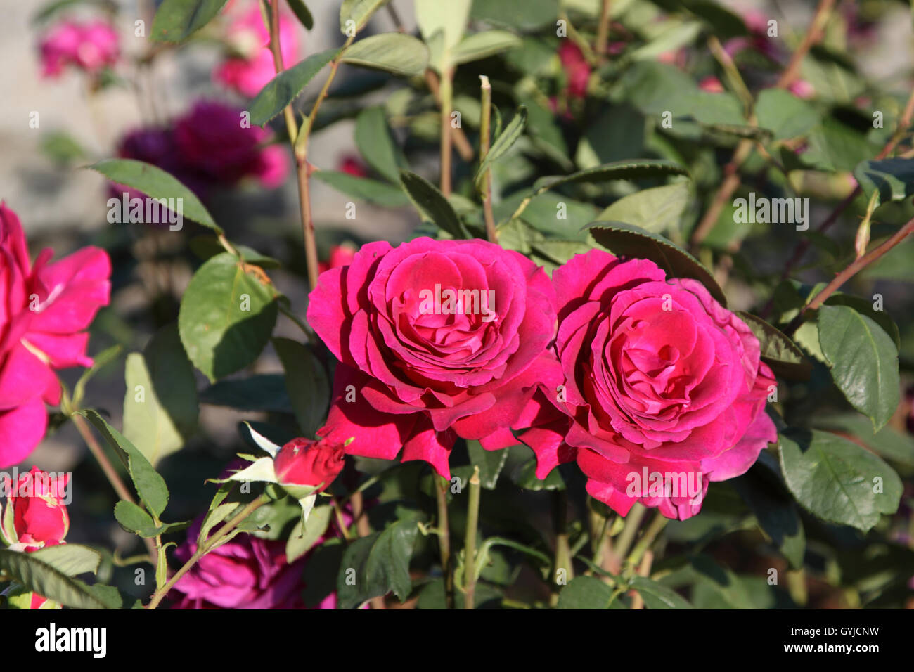Deux roses. Banque D'Images