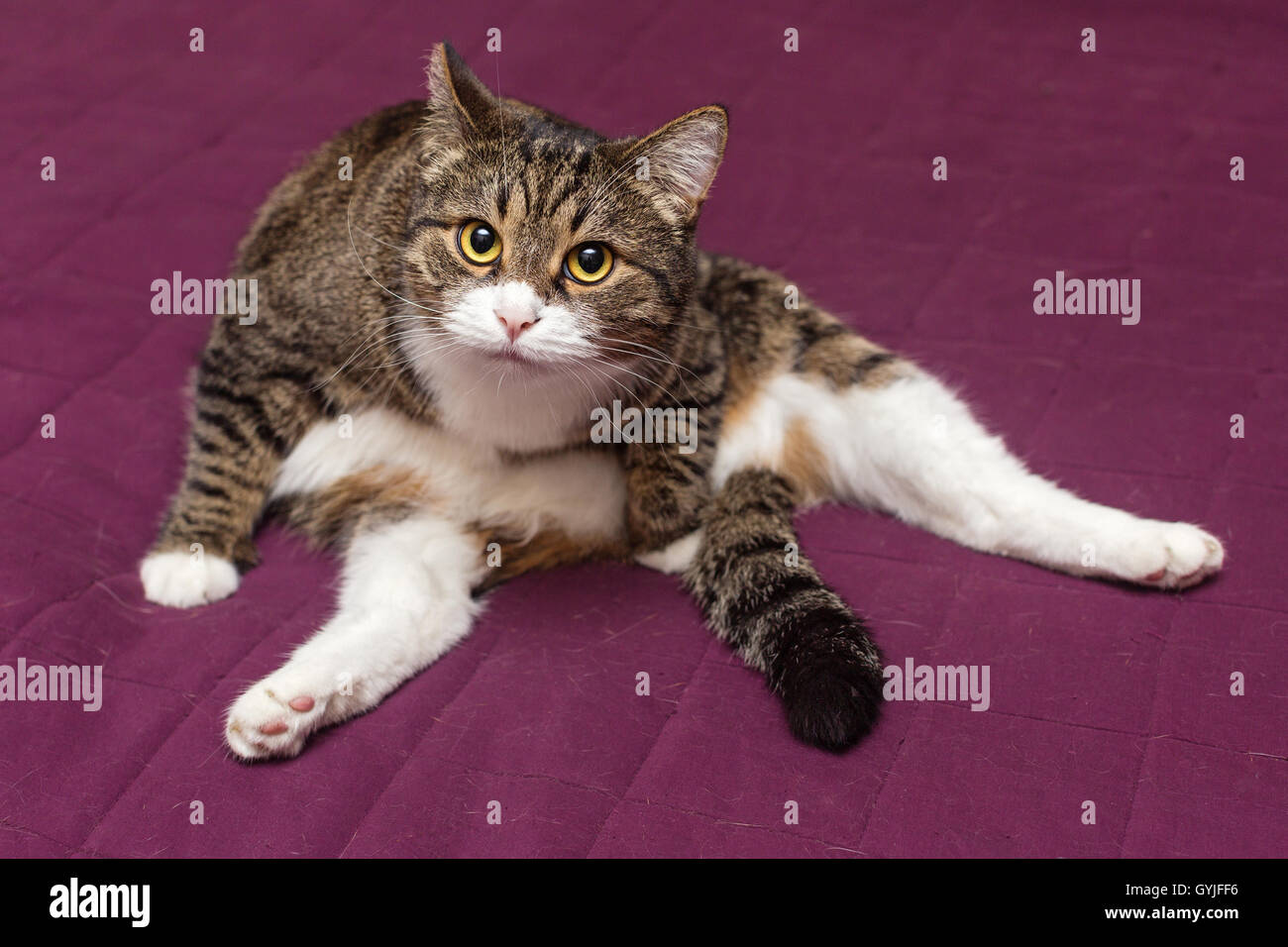 Chat est assis sur le lit dans une drôle de position Banque D'Images