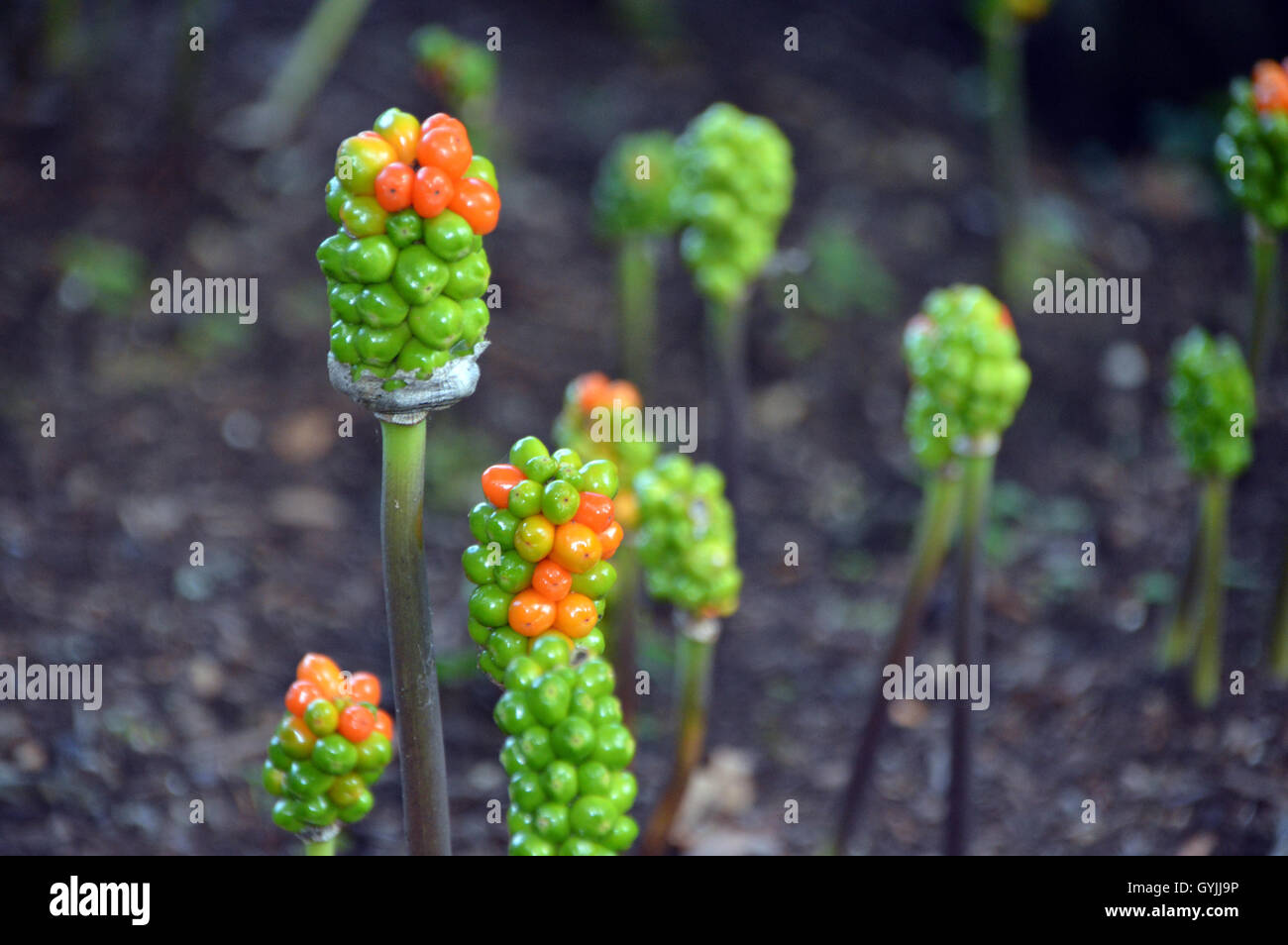 Les baies sur un Italien Arum (Arum italicum) Plante ou Lords and Ladies ou Orange à Candleflower RHS Garden Harlow Carr. Banque D'Images