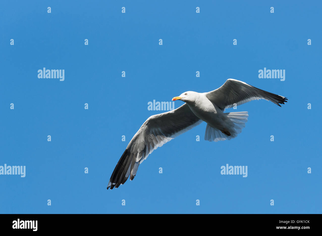 Goéland à manteau noir volant par l'air Banque D'Images