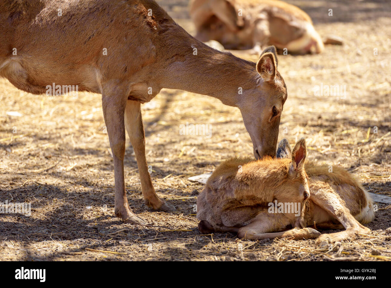 Petite Biche Banque D Image Et Photos Alamy