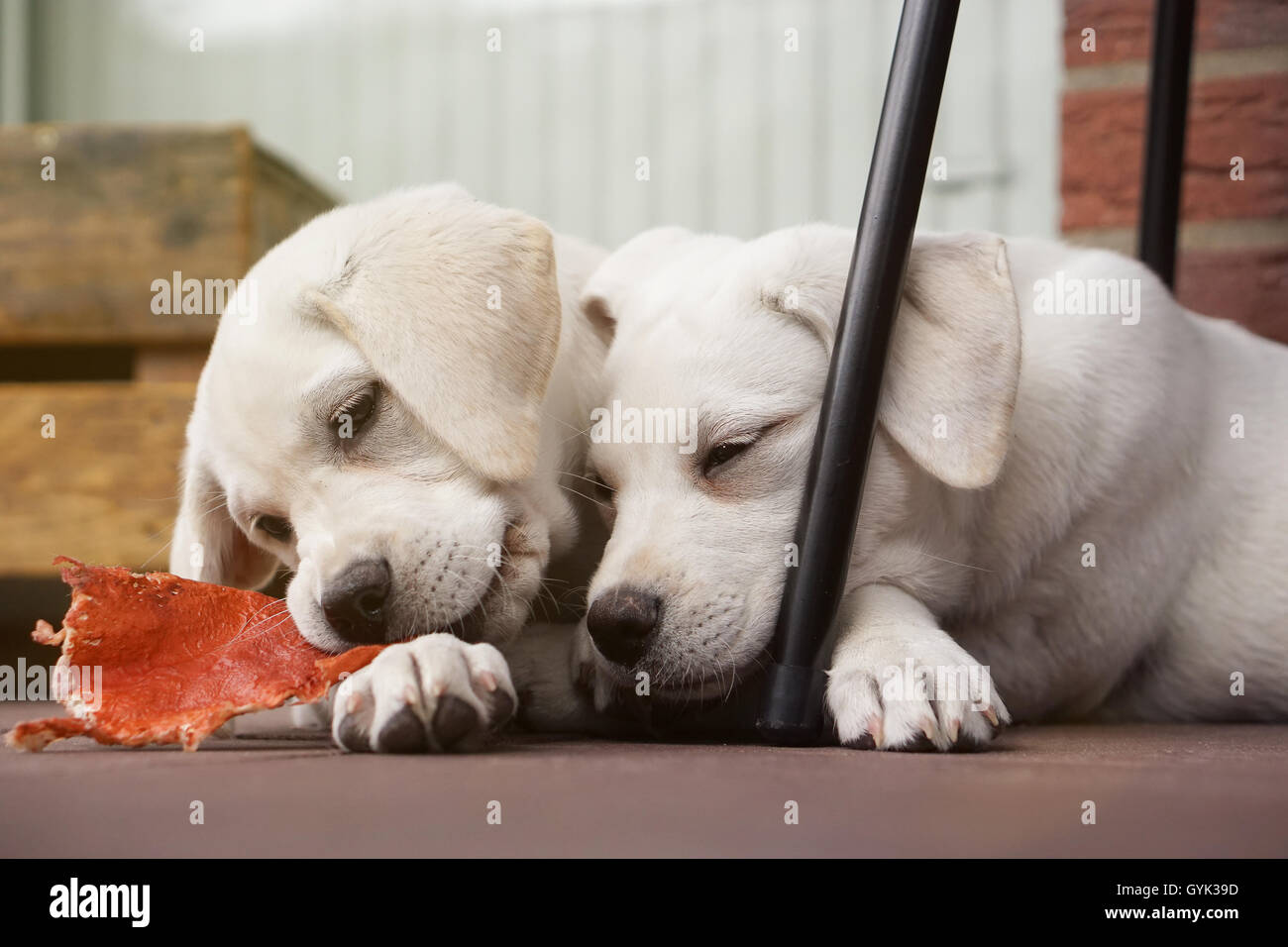 Deux jolies jeunes chiots labrador de câliner ensemble Banque D'Images