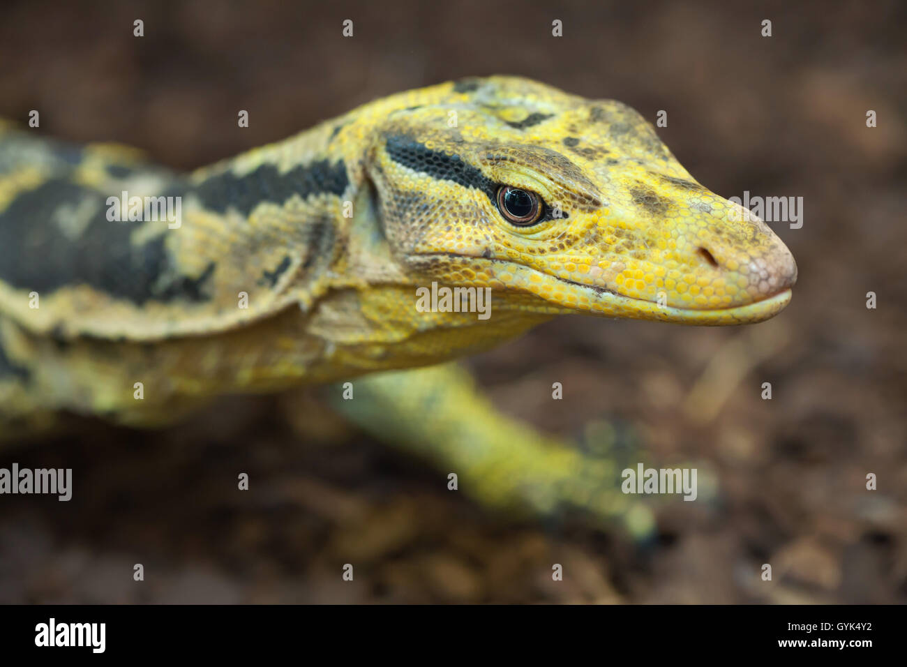Contrôle de l'eau à tête jaune (Varanus cumingi), également connu sous le nom de l'eau. moniteur Cuming Des animaux de la faune. Banque D'Images