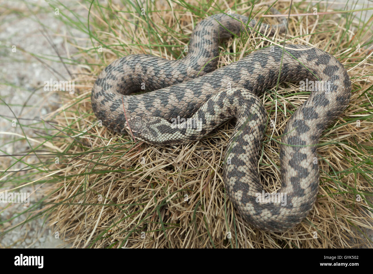 Viper européenne (Vipera berus), également connu sous le nom de l'adder. Des animaux de la faune. Banque D'Images