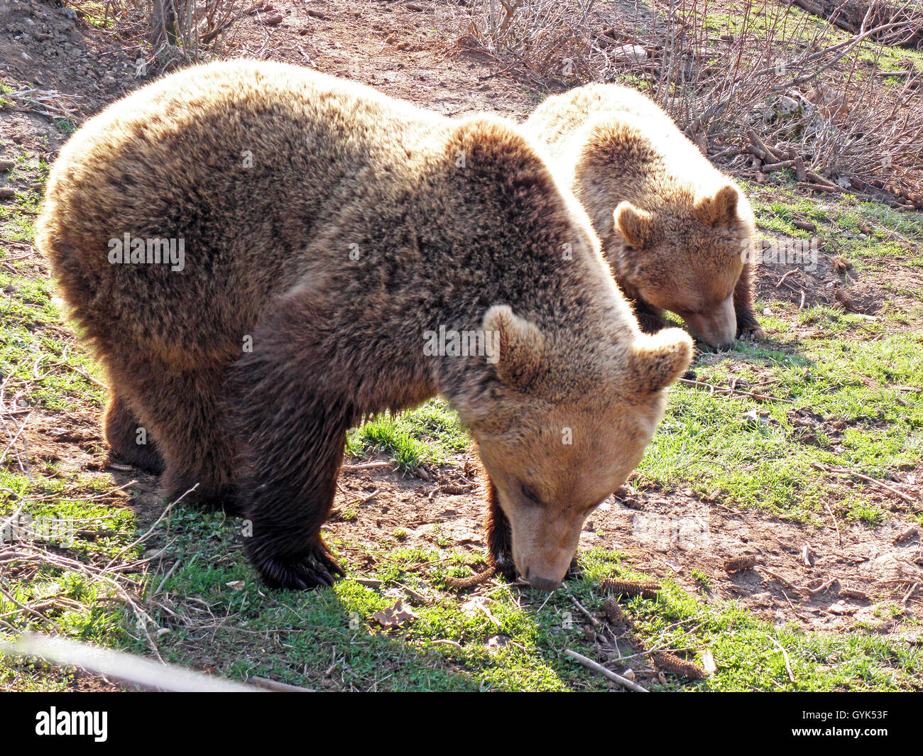 Kuterevo,camp de réfugiés pour les jeunes ours,Lika,Croatie,europe,7 Banque D'Images