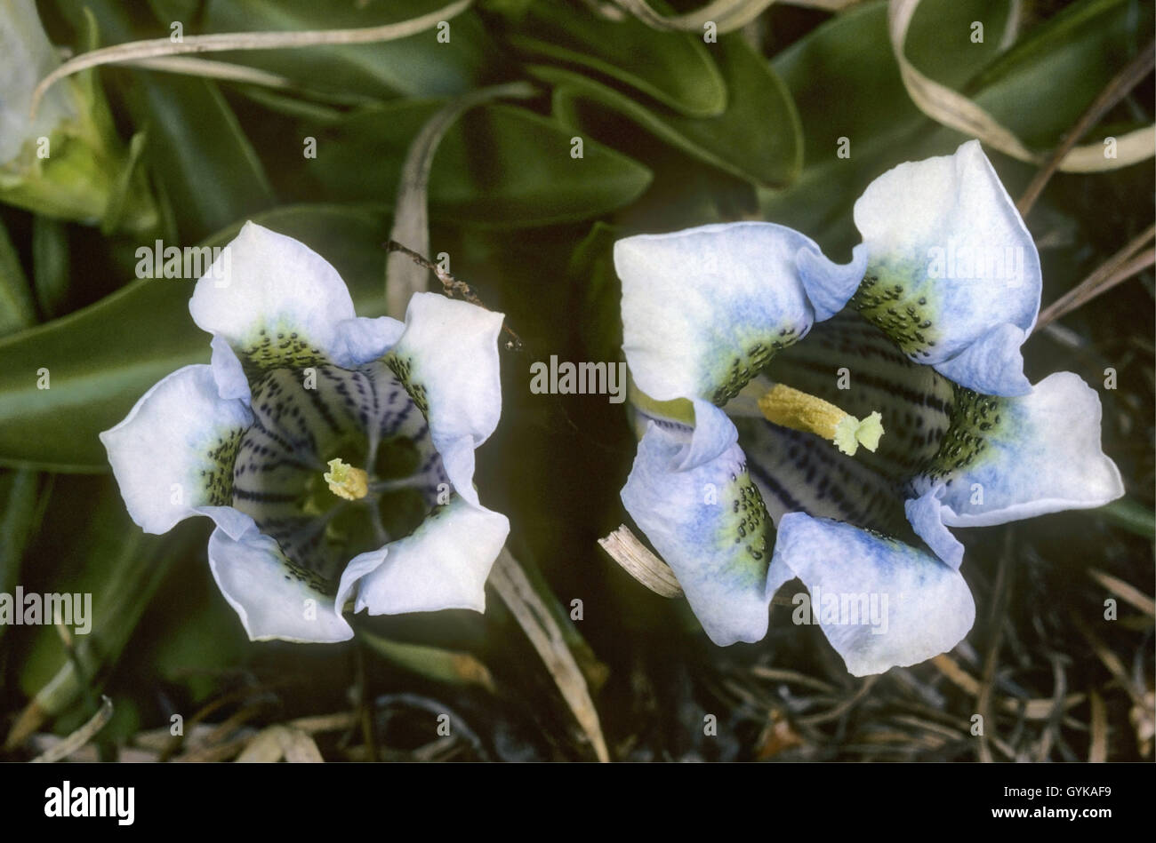Gentiane acaule gentiane, trompette (Gentiana acaulis), fleurs bleu clair, l'Italie, le Tyrol du Sud, Dolomiten Banque D'Images
