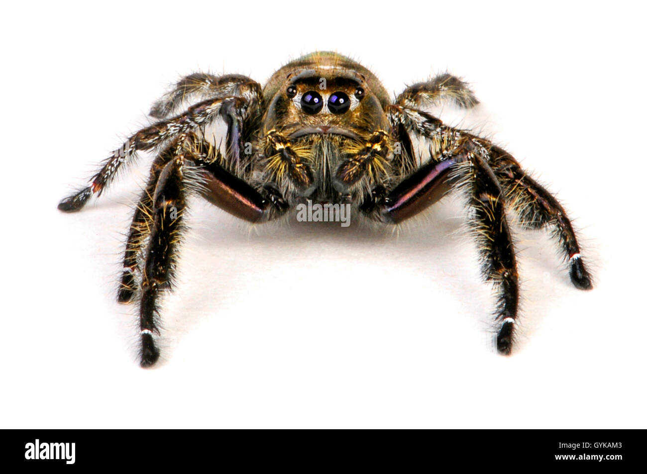 D'araignées aranéomorphes de la famille des gradungulidae (noir Java ), matallic shining thomisidae, cut-out, l'Indonésie, l'île de Java Banque D'Images