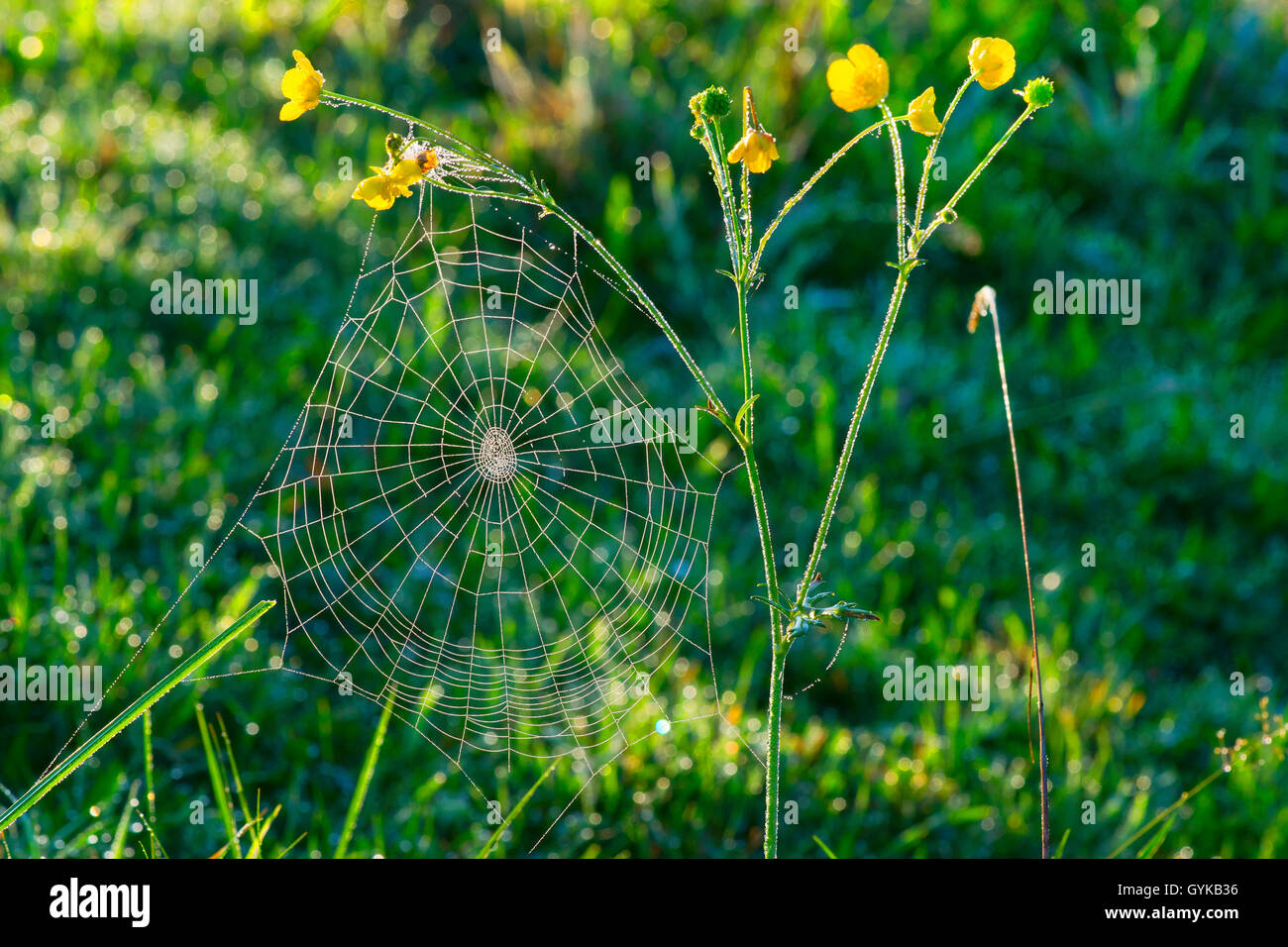 Spinnennetz mit Morgentau, Deutschland, Bayern, Oberbayern | Spider web avec la rosée du matin, l'Allemagne, Bavière, Oberbayern, la Ba Banque D'Images
