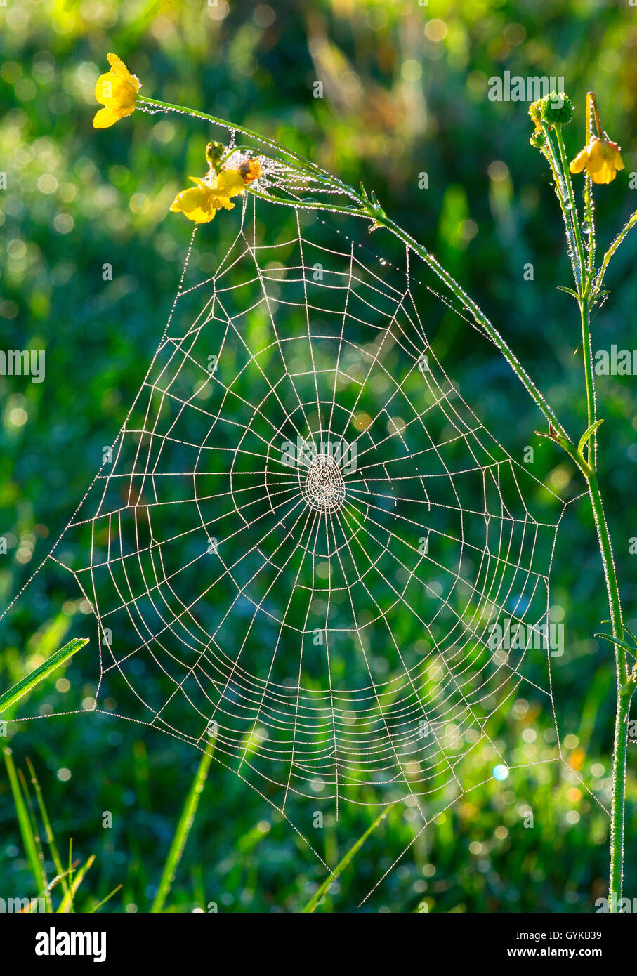 Spinnennetz mit Morgentau, Deutschland, Bayern, Oberbayern | Spider web avec la rosée du matin, l'Allemagne, Bavière, Oberbayern, la Ba Banque D'Images