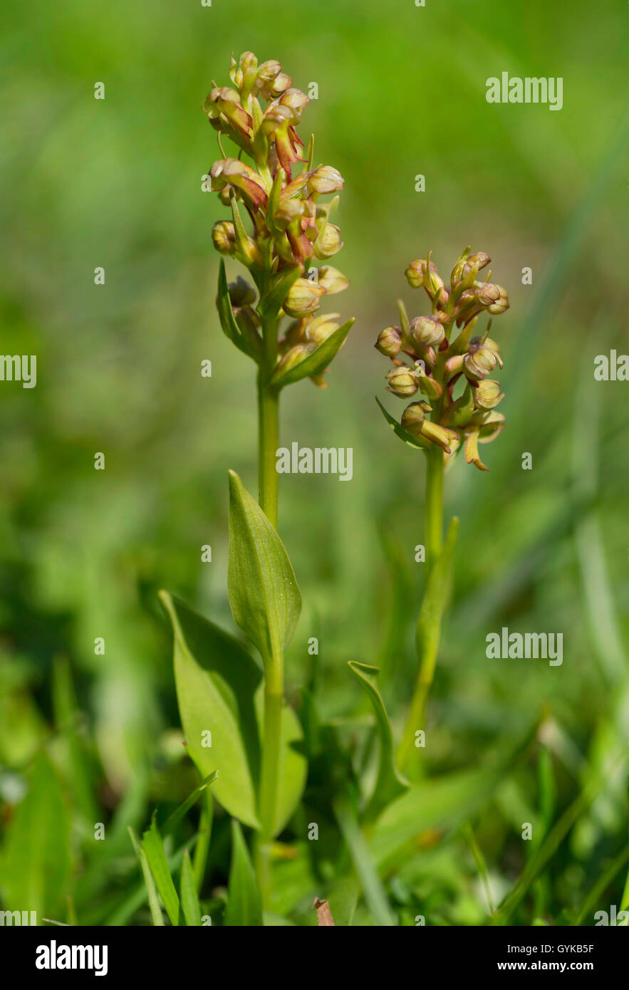 Orchidée grenouille (Coeloglossum viride), bloomin dans un pré, en Autriche, le Tyrol, région Hahnenkamm Banque D'Images