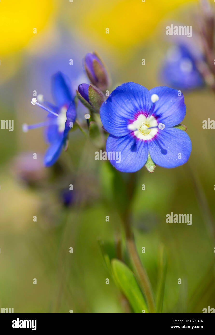 Rock speedwell (Veronica fruticans), des fleurs, de l'Autriche, Tyrol, Hahntennjoch Banque D'Images