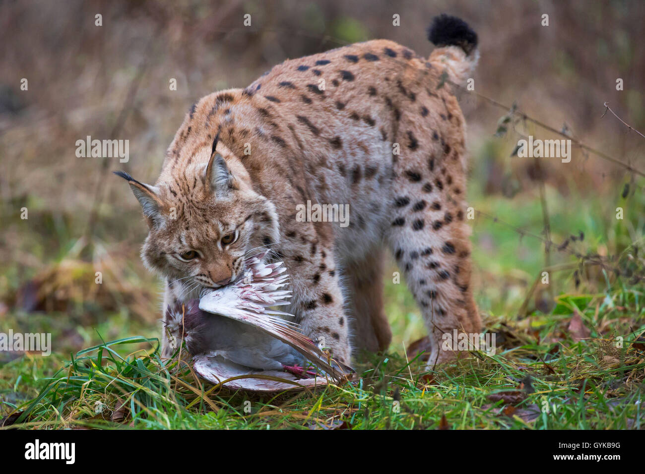 Le lynx (Lynx lynx lynx), pris une colombe Banque D'Images