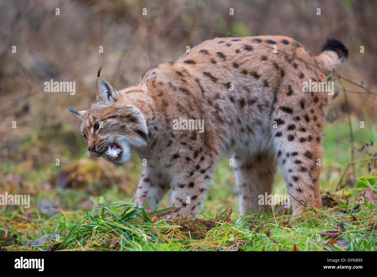 Le lynx (Lynx lynx lynx), choisit un pris dove Banque D'Images