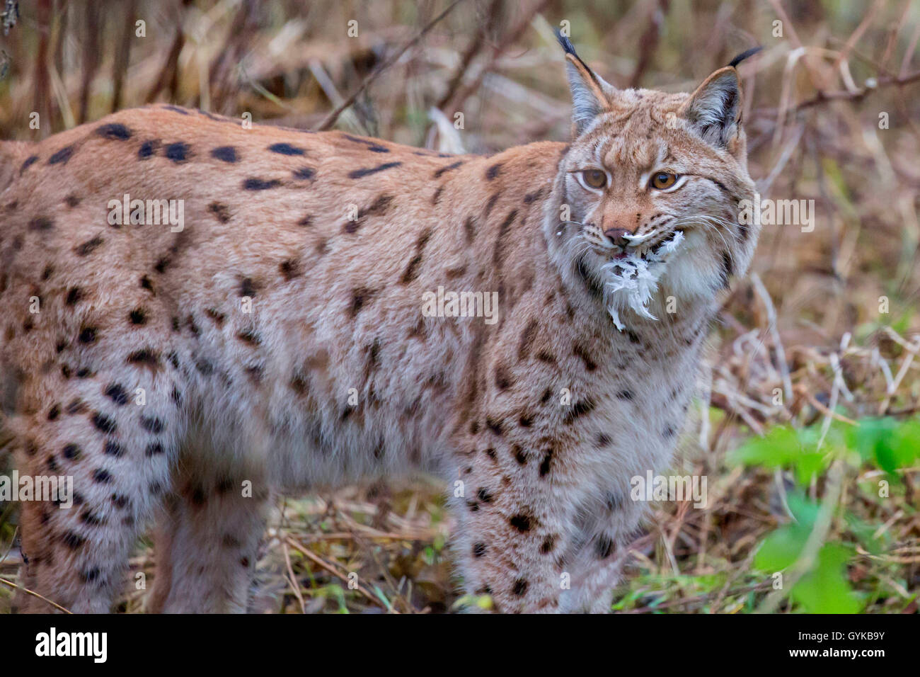 Le lynx (Lynx lynx lynx), choisit un pris dove Banque D'Images