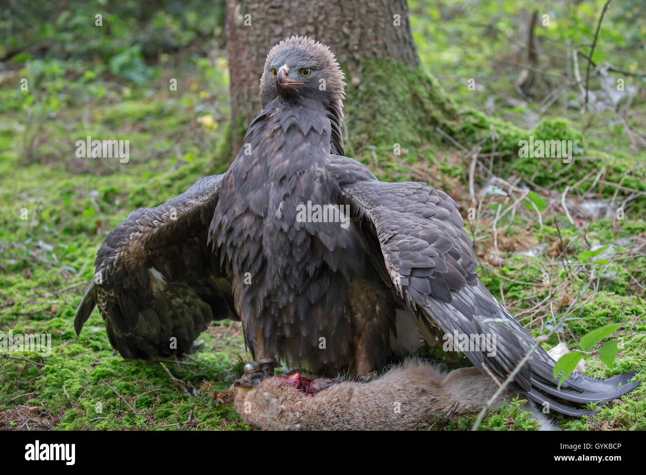 L'aigle royal (Aquila chrysaetos), avec le lièvre pris, Allemagne Banque D'Images